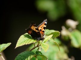 Klicken f�r Bild in voller Gr��e