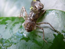 Klicken f�r Bild in voller Gr��e