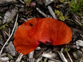 Klicken f�r Bild in voller Gr��e