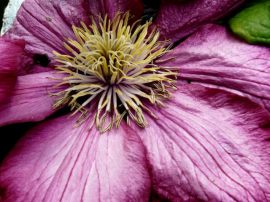 Klicken f�r Bild in voller Gr��e