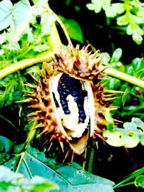 Klicken f�r Bild in voller Gr��e