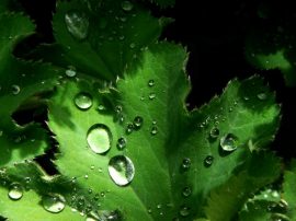 Klicken f�r Bild in voller Gr��e