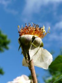 Klicken f�r Bild in voller Gr��e