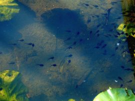 Klicken f�r Bild in voller Gr��e