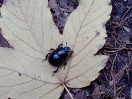 Klicken f�r Bild in voller Gr��e