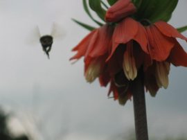 Klicken f�r Bild in voller Gr��e