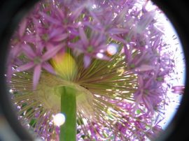 Klicken f�r Bild in voller Gr��e