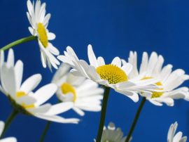 Klicken f�r Bild in voller Gr��e