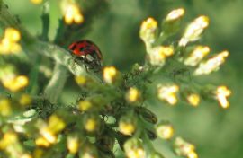 Klicken f�r Bild in voller Gr��e