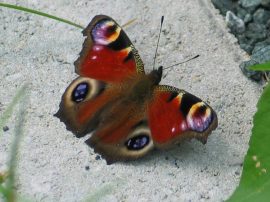 Klicken f�r Bild in voller Gr��e