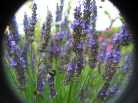 Klicken f�r Bild in voller Gr��e