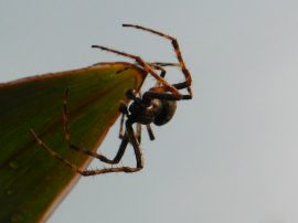 Klicken f�r Bild in voller Gr��e