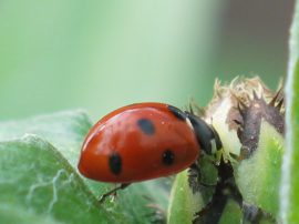 Klicken f�r Bild in voller Gr��e