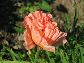 Klicken f�r Bild in voller Gr��e