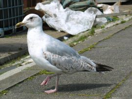 Klicken f�r Bild in voller Gr��e