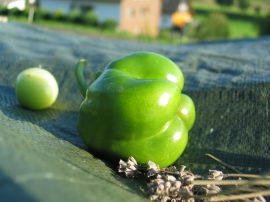 Klicken f�r Bild in voller Gr��e