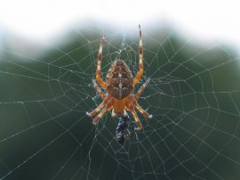 Klicken f�r Bild in voller Gr��e