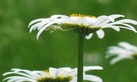 Klicken f�r Bild in voller Gr��e