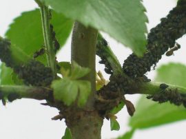 Klicken f�r Bild in voller Gr��e