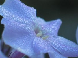 Klicken f�r Bild in voller Gr��e