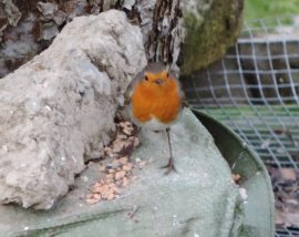 Klicken f�r Bild in voller Gr��e