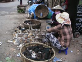 Klicken f�r Bild in voller Gr��e