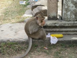 Klicken f�r Bild in voller Gr��e