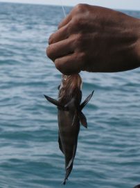 Klicken f�r Bild in voller Gr��e